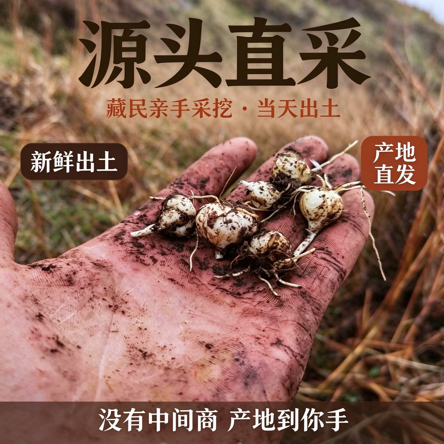 西藏特产野生藏贝母西藏林芝超川贝松贝母中药材50克新货批发 藏贝母打粉500克 500g*1瓶