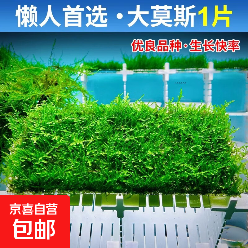 疯狂水草鱼缸造景摆件莫斯植物爬地矮珍珠日本趴地增氧高珍珠水草 （懒人草坪首选）大莫斯1片（约8*20cm）