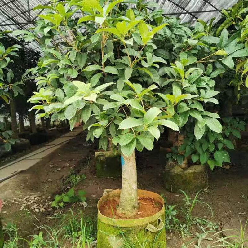 嫁接树苗四季桂大型花卉八月庭院原生金丹天香台阁沉香地盆栽 四季桂 嫁接苗2公分粗