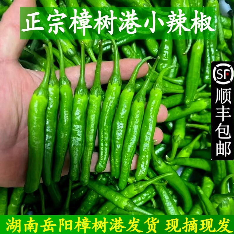 千朵云湖南正宗樟樹(shù)港辣椒新鮮湘陰特產(chǎn)小青線(xiàn)椒薄皮椒現摘5斤下飯菜嫩 1斤