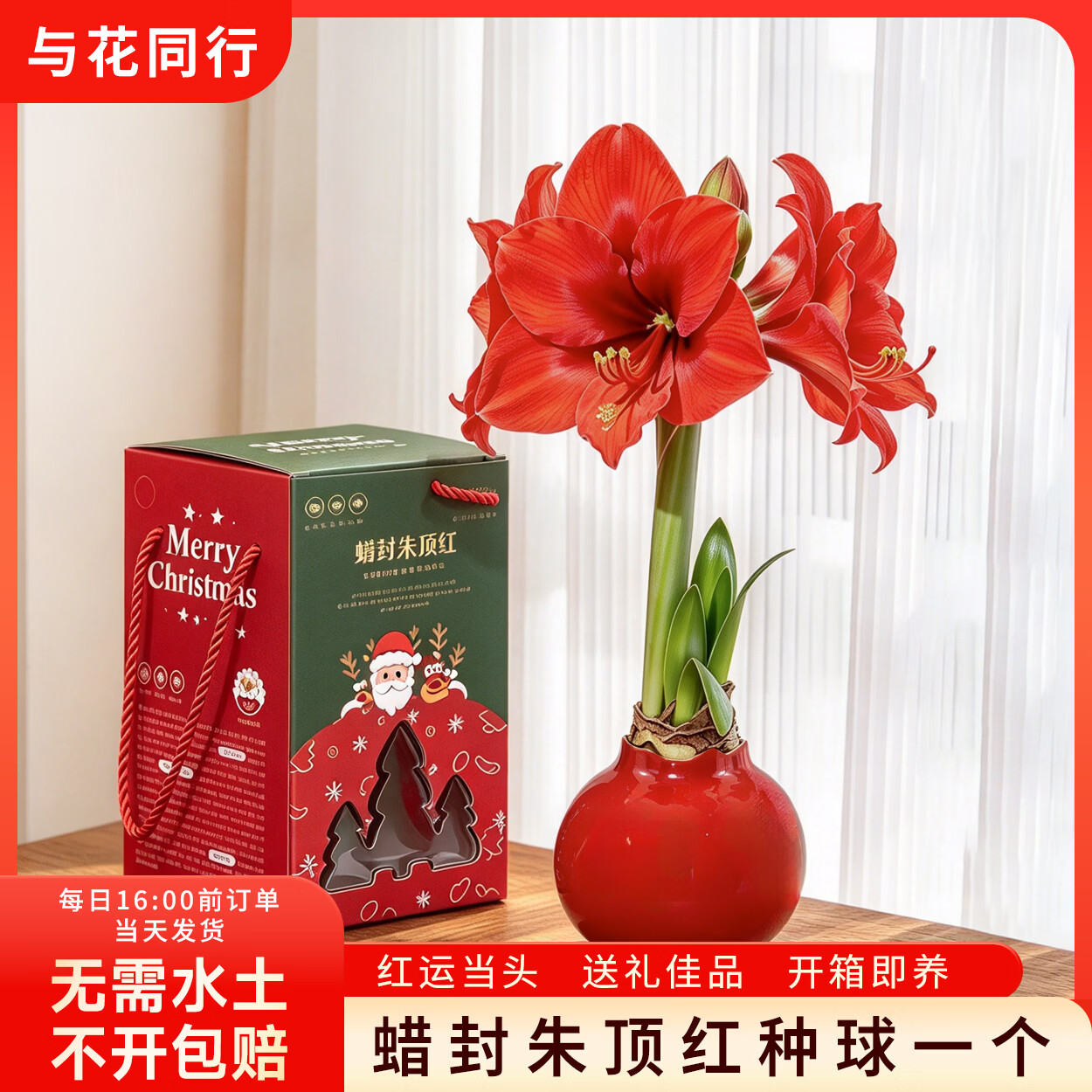 蜡封朱顶红种球礼盒 16.99元，阳台玫瑰月季盆栽 9.49元 - 86线报