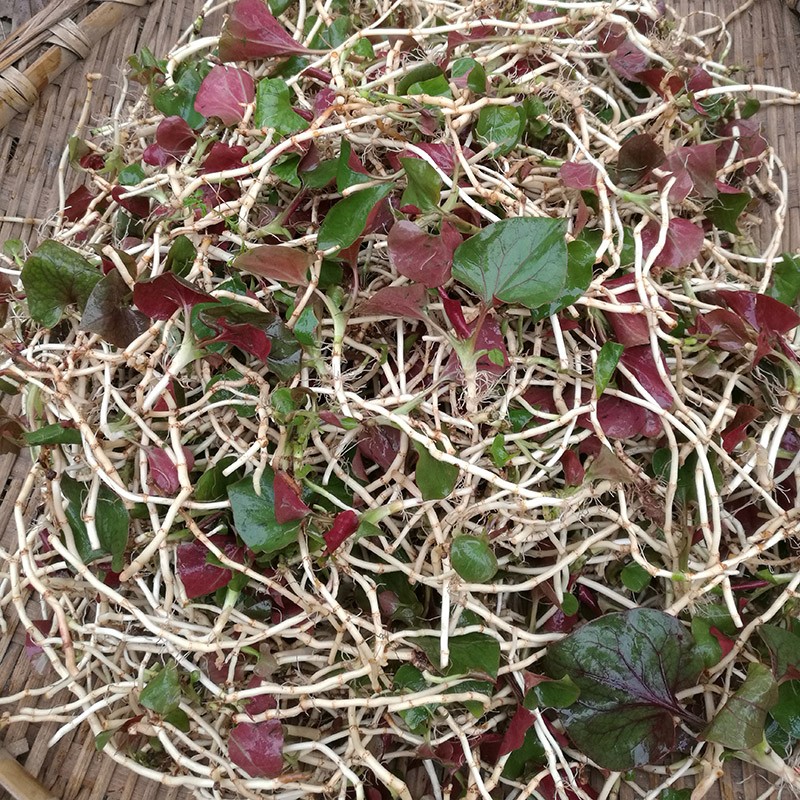 逸参堂 鱼腥草干叶 鱼腥草根茶 整个整株鱼腥草 农家则折耳根新鲜晒干