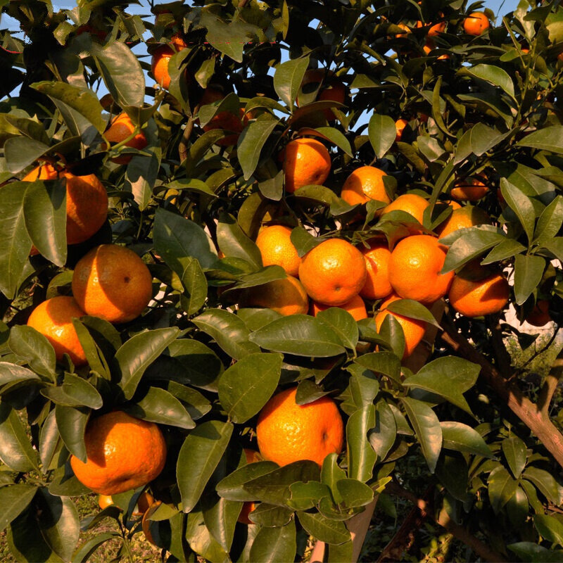 伯贤沙糖桔广东砂糖橘子新鲜涌泉蜜桔现摘当季水果新鲜柑橘10斤