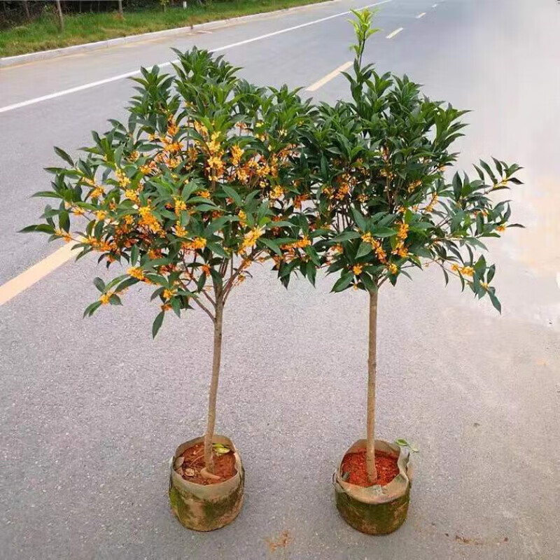 嫁接树苗四季桂大型花卉八月庭院原生金丹天香台阁沉香地盆栽 四季桂 嫁接苗2公分粗
