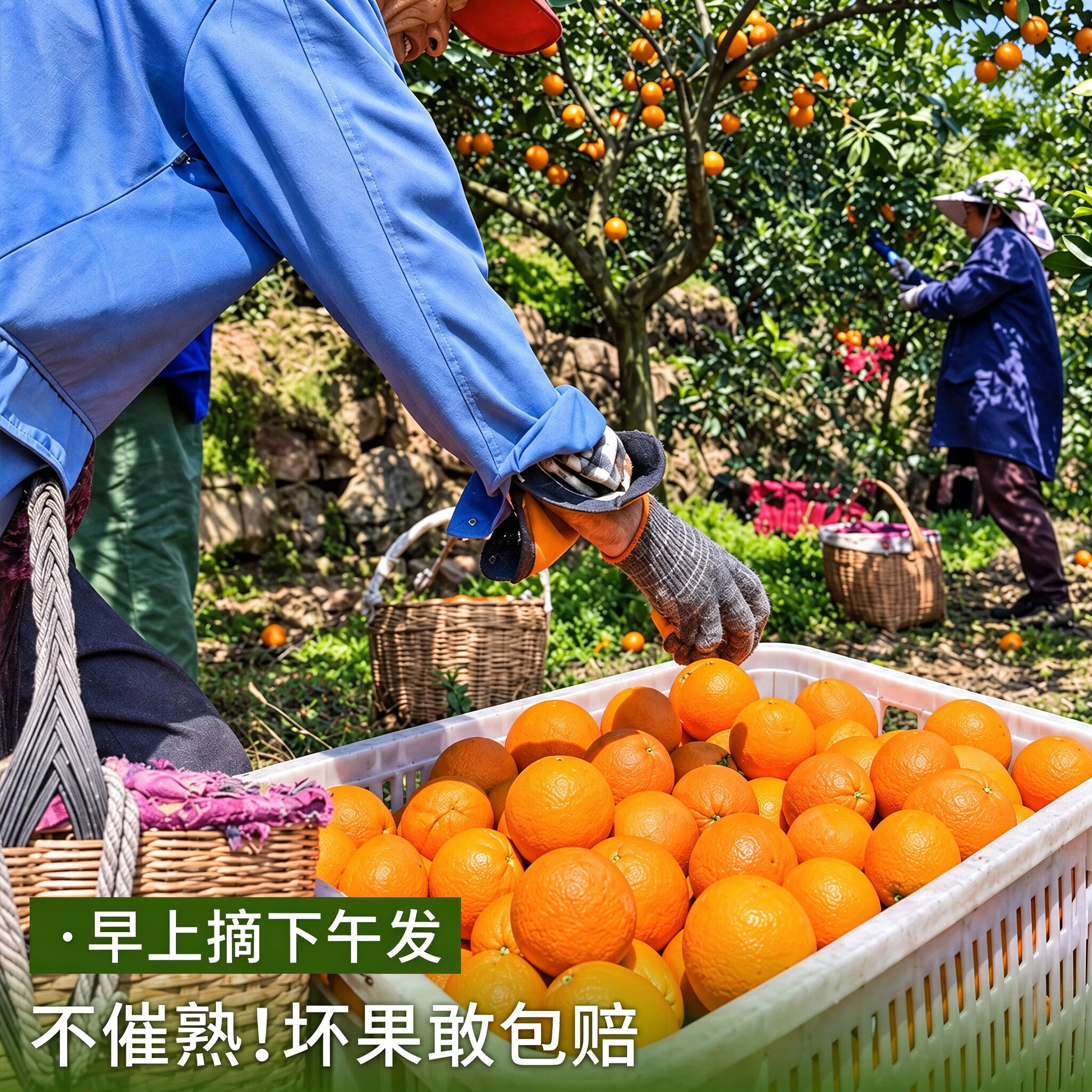 小筑倾橙【顺丰/JD】江西赣南脐橙新鲜手剥橙赣州甜橙子孕妇水果年货礼盒 5斤中果【单果70-80mm】