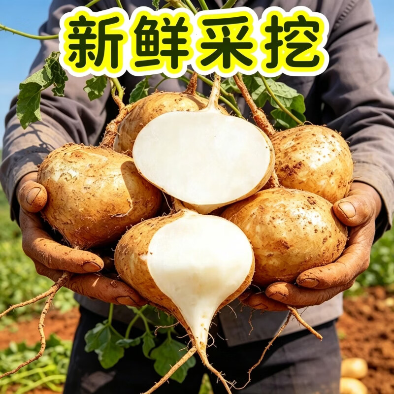 豔疅湖北新鲜凉薯地瓜生鲜现挖白心水果白番红薯玉农家米花生山药蔬菜 净重5斤【大果 约6-7个】脆甜多汁 | 单果300g+