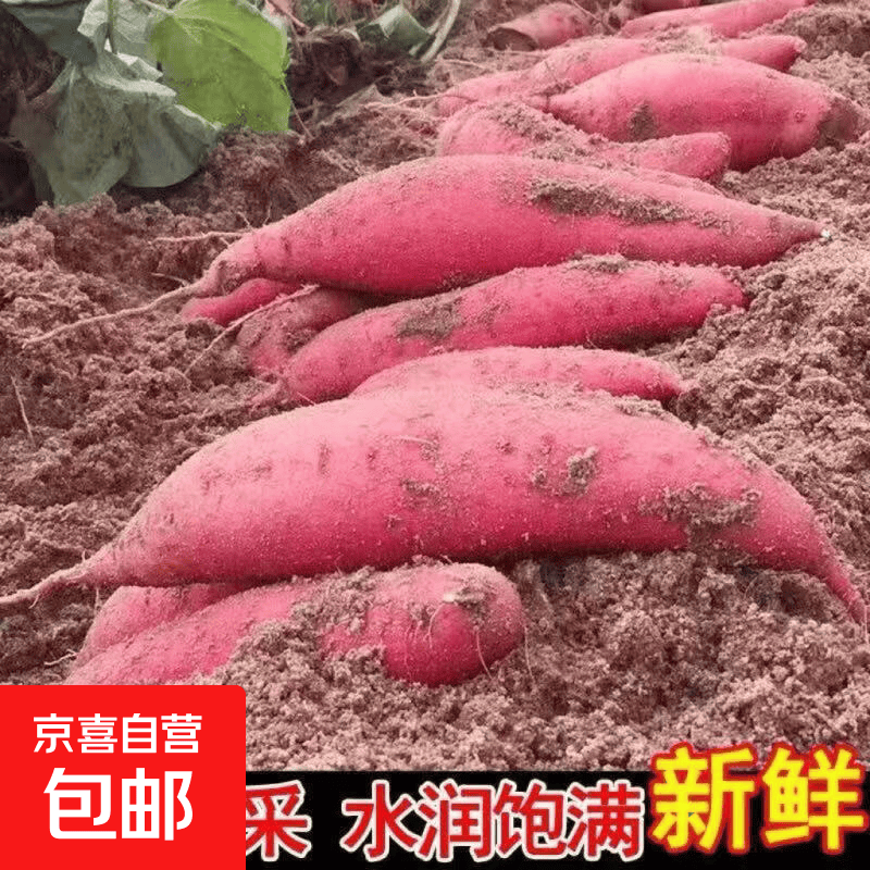 正宗超甜沙地蜜薯新鲜红薯红心糖心番薯黄心板栗红薯地瓜批发 带箱9斤装 中小果