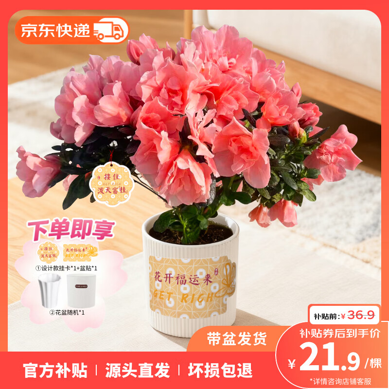 自营云选花礼带花苞杜鹃花苗盆栽 赠挂卡盆贴花盆 21.9元 - 86线报