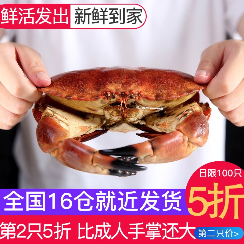 【第二件5折】味库 鲜活面包蟹600-800g一只 超大号款 海鲜水产 鲜活发货 冰鲜到家 支持闪送