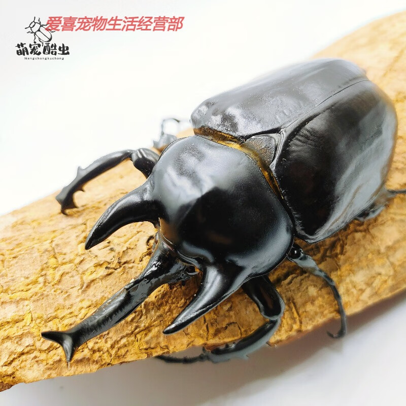 萌宠酷虫亚克提恩大兜虫甲虫宠物成虫幼虫爬虫巨型超大个体锹  可发