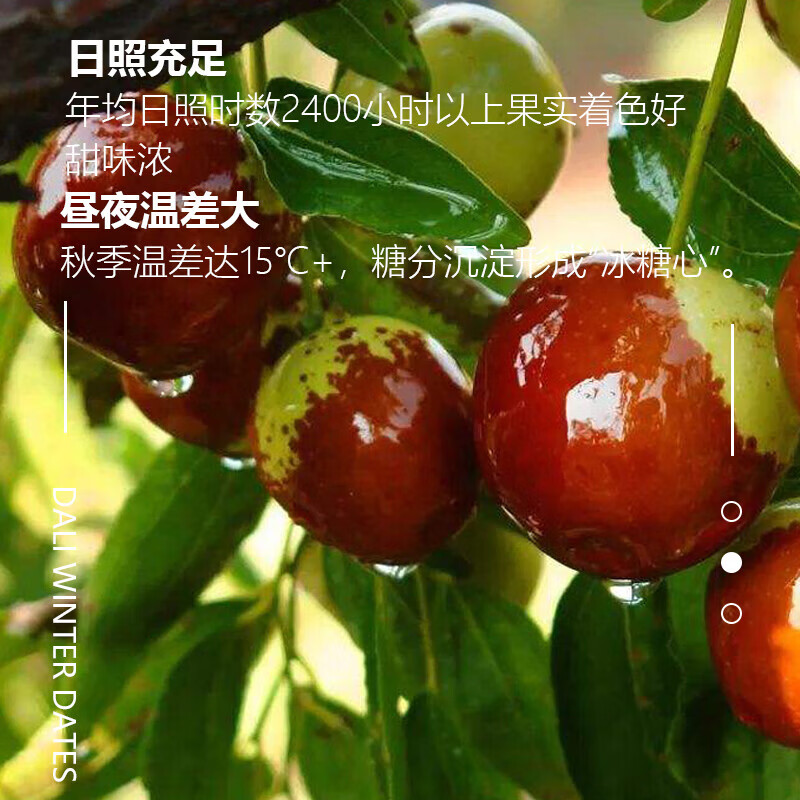 新鲜山东 沾化冬枣 脆甜多汁 果园直供 极速达 净重4.5-5斤 单果10-15g