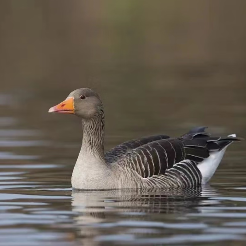 正宗朗德鹅苗大种小鹅苗雏纯种灰鹅幼苗小鹅仔红嘴