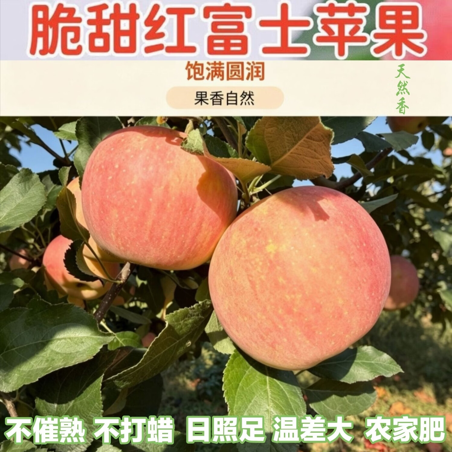 新疆阿克苏富士苹果 当季新鲜水果 整箱5斤装 果园采摘 产地直发 果径:95-120mm(甄选精品,至尊果5斤家庭装)