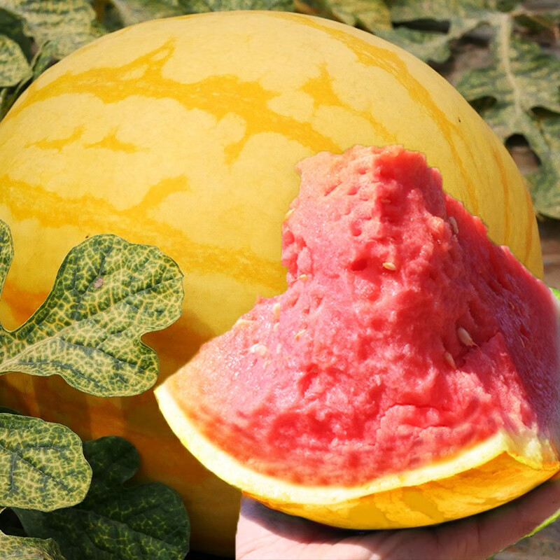 北蔬 黄皮西瓜种子苗懒汉无籽特甜瓜籽 【4-5kg】北蔬金玲珑西瓜 20粒