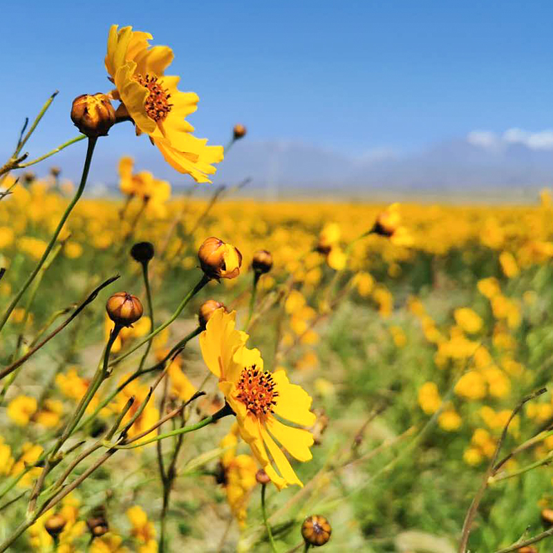 冬海红 昆仑雪菊胎菊 新疆野生特级天山血菊蕾野菊花茶 90克养生茶饮