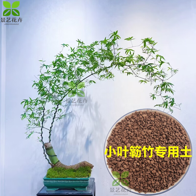 小叶簕竹蕨老桩正宗小叶刺竹勒竹佛肚竹观音竹连体竹成品竹子盆景 小叶簕竹专用土【9.8斤】 裸根不带叶子不含盆