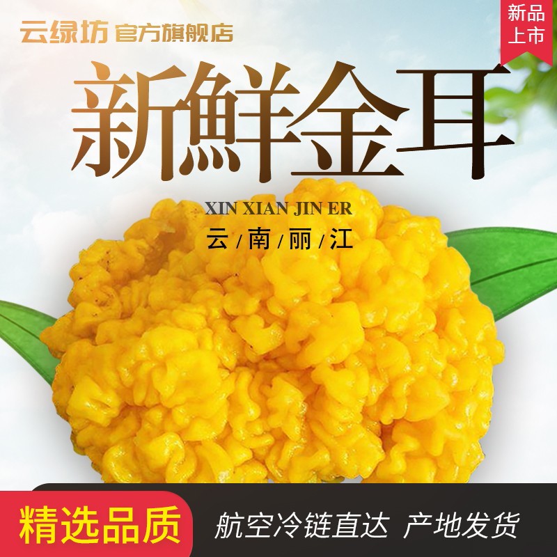 高原云品【新鲜金耳菌】新鲜菌菇  云南鲜菌菇 美食  新鲜速达 1000克