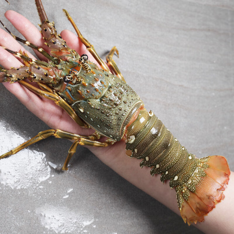 乐鲟汇生鲜 大龙虾 青龙虾海鲜水产鲜活冷冻 青龙仔 小青龙 海鲜大虾