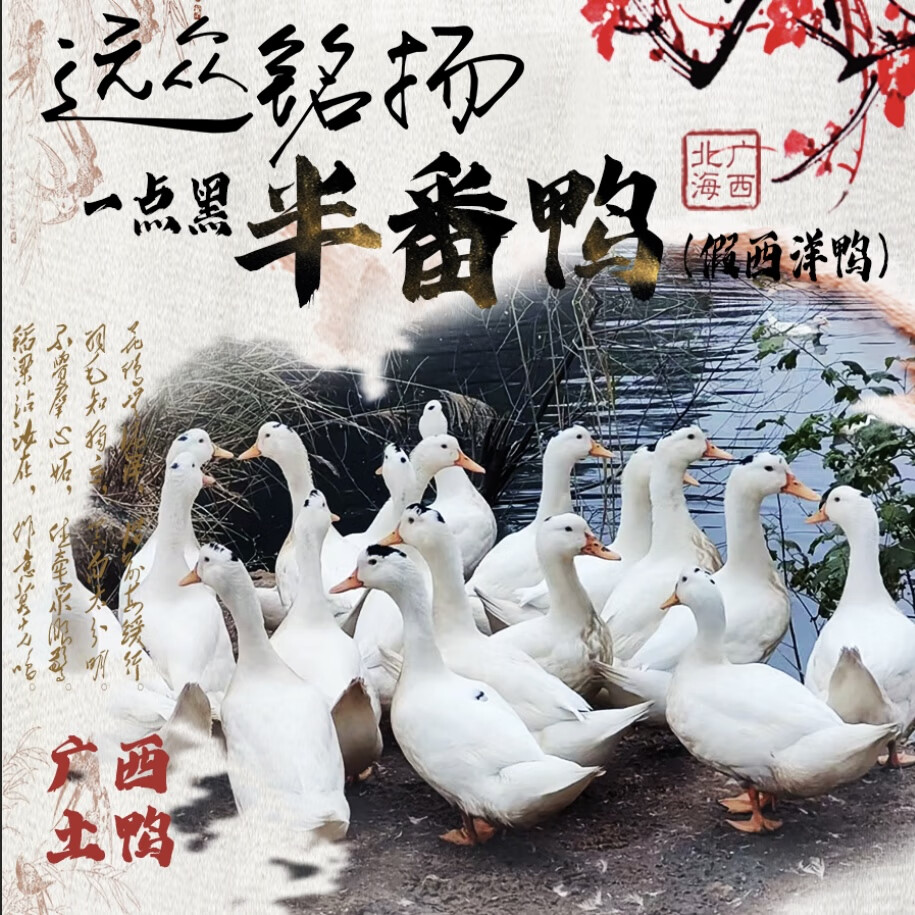 【当日现杀 顺丰空运】广西农家半番鸭一点黑土鸭生鲜食材鸭肉 假西洋