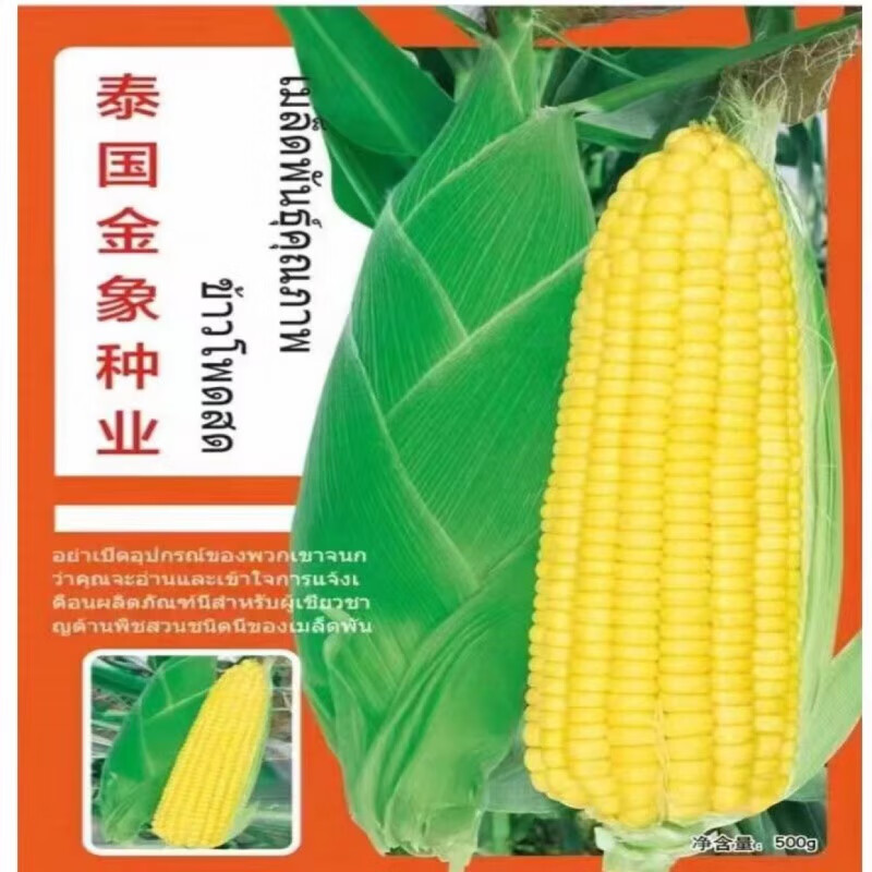 细辛太阳花新甜6号甜玉米种子批发水果玉米泰系纯黄杆矮棒大种籽