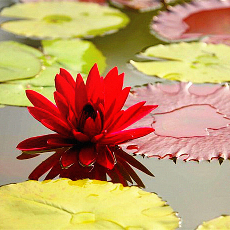 昊兰诺迷你睡莲根块夏季水培植物根茎室内盆栽水生花卉带芽发货 火花