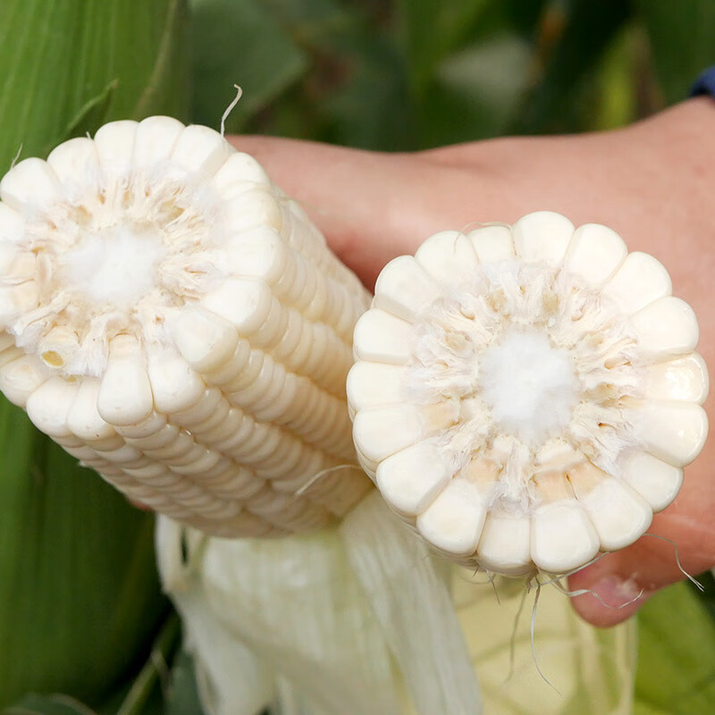 农之子美玉27号白糯玉米种子加甜糯春季 美兰美玉27号玉米种子 100g