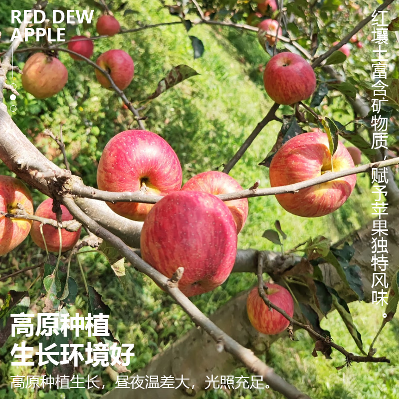 呱果客陕西丑苹果 脆甜多汁 应当季苹果 极速达 净重8斤装/果径75-80mm
