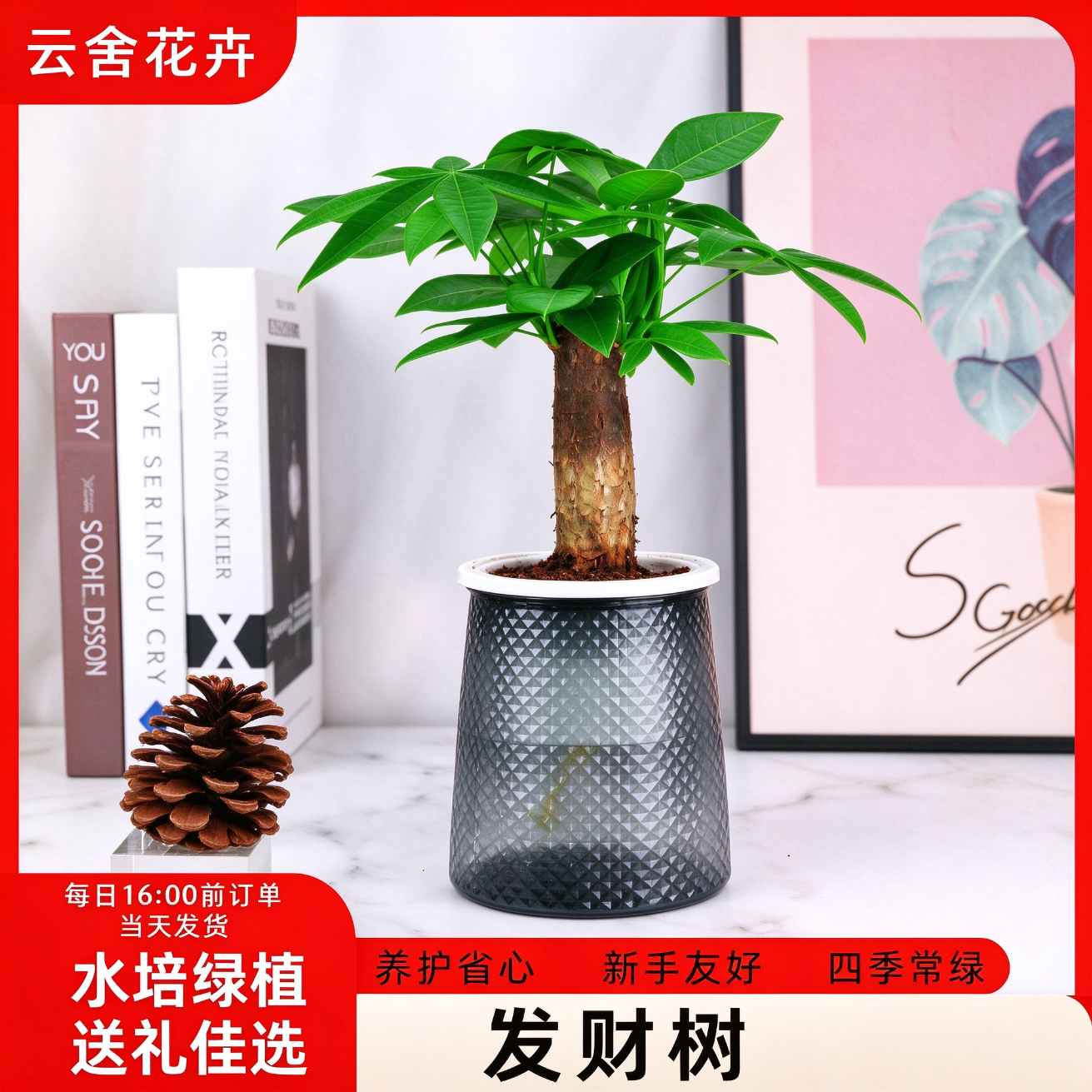 云舍花卉单杆发财树盆栽 6.49元 - 86线报