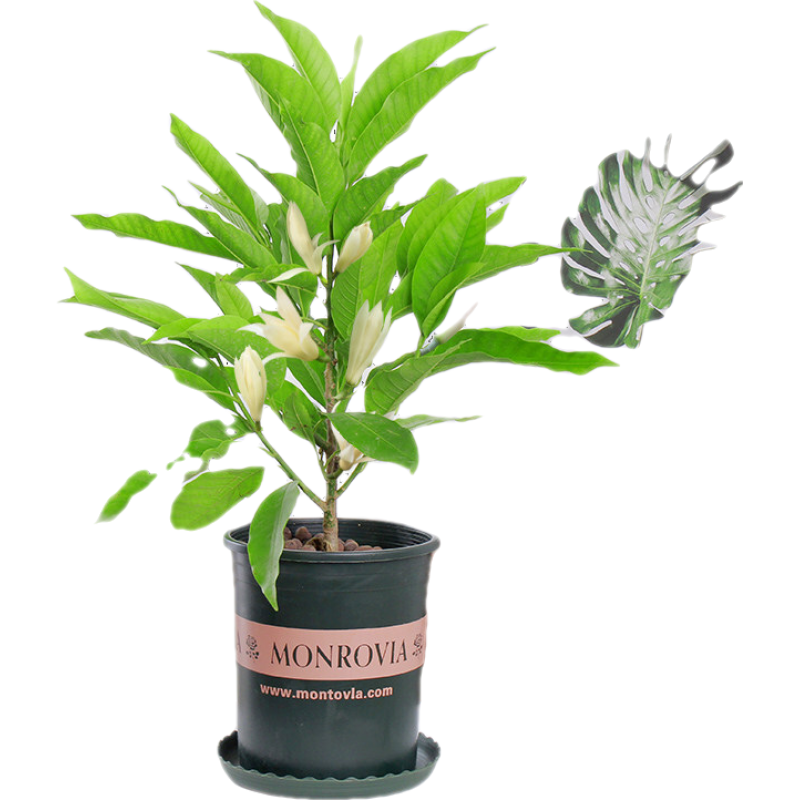 中夢 白蘭花盆栽花卉植物室內(nèi)花四季黃角蘭白玉蘭花樹苗老樁開花 白蘭4年苗【60-70cm高】 含加侖盆