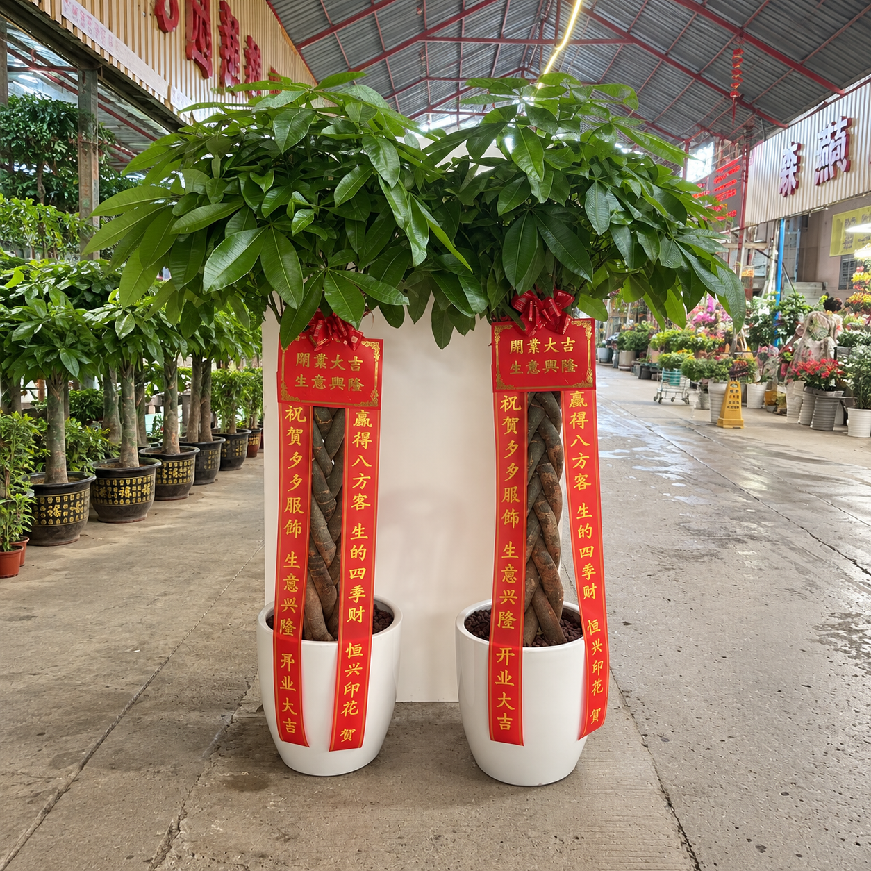 【广州基地直发】2小时达-大型辫子发财树绿植盆栽送货上门 瓷盆一对 基地直发,送货上门 京东折扣/优惠券