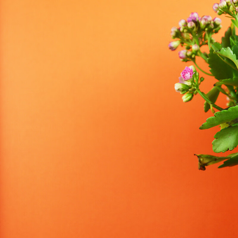 无纺布卧室墙纸无缝墙布客厅卧室背景墙墙纸批发 yl824013爱马仕橙