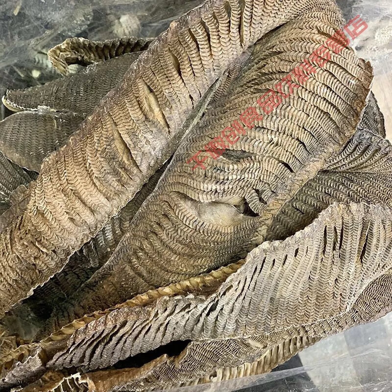 鱼鳃 相关京东优惠商品推荐降序排行榜 价格图片品牌优惠券 虎窝购