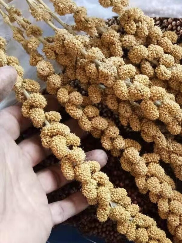 星孟汐天然黄谷穗 鹦鹉零食  仓鼠粮 小米穗笼造景装饰摄影杂粮穗