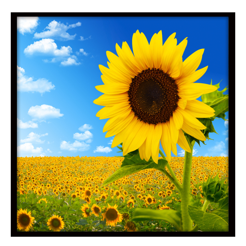 格绿美北欧向日葵装饰画现代简约客厅餐厅挂画玄关画走廊过道壁画太阳花 N891 装好框80*80厘米单幅价