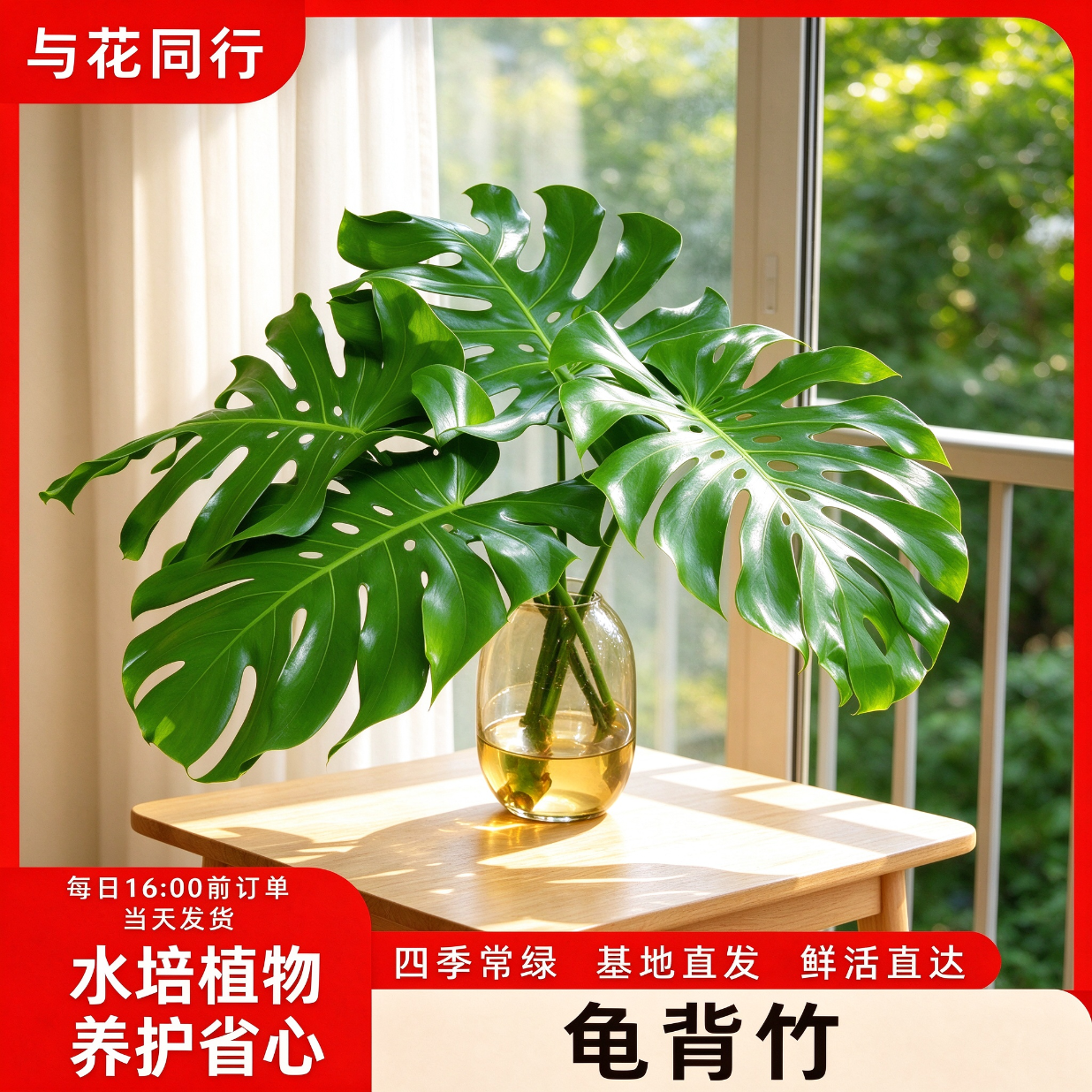 与花同行龟背竹水培带根开背四季常青植物吸甲醛新手好养易活净化空气直发 【龟背竹1棵2片叶】60-70cm高