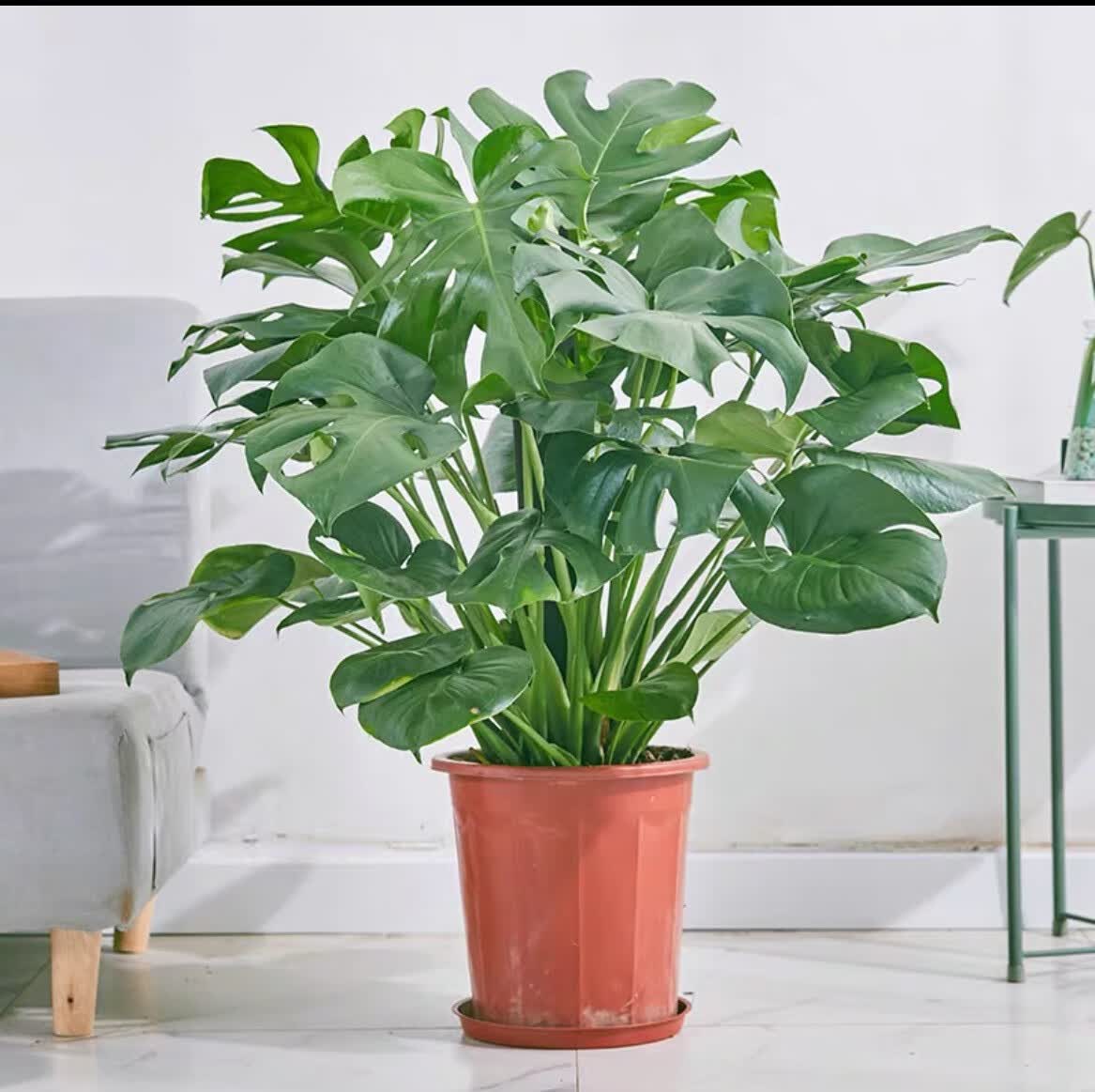 刘不丁龟背竹大型盆栽水培植物室内客厅大叶绿植净化空气四季常青好养