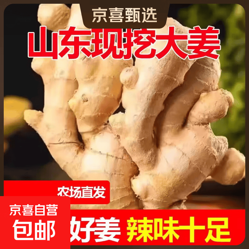 山东窖藏大黄姜新鲜生姜老姜沙姜月子姜农家现挖当季蔬菜 净重245g