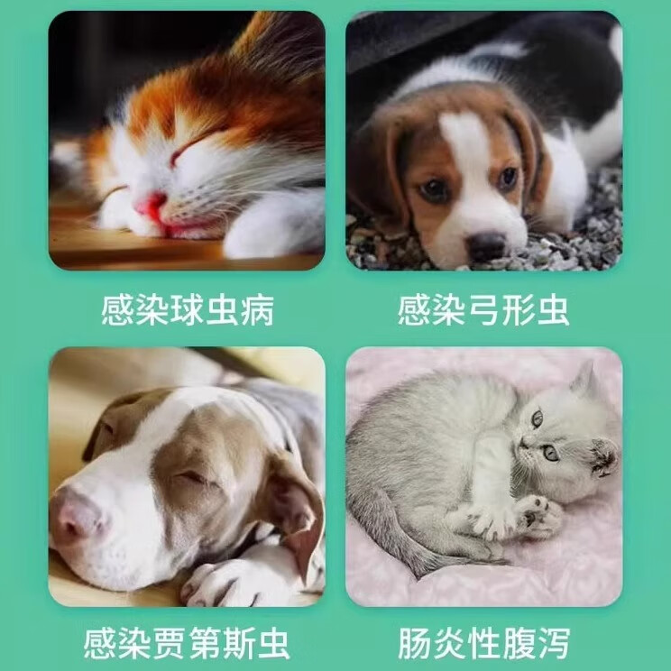 球肠乐宠物猫咪狗狗止泻驱虫球虫驱虫药巴迪球乐泰猫咪滴虫狗狗弓形虫果冻便血止泻 球肠乐5瓶 顺丰快递