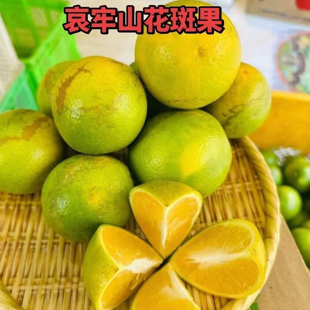 果迎鲜橙子 新鲜水果 云南冰糖橙 哀牢山橙 酸甜 阳光花斑果 4.5斤60-65mm