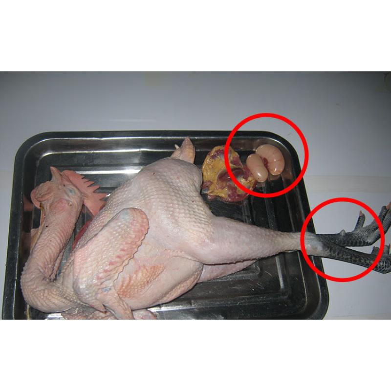 虎钢馋沂蒙香炒鸡 山东临沂炒鸡 特色炒鸡辣子鸡散养小公鸡整只现杀现