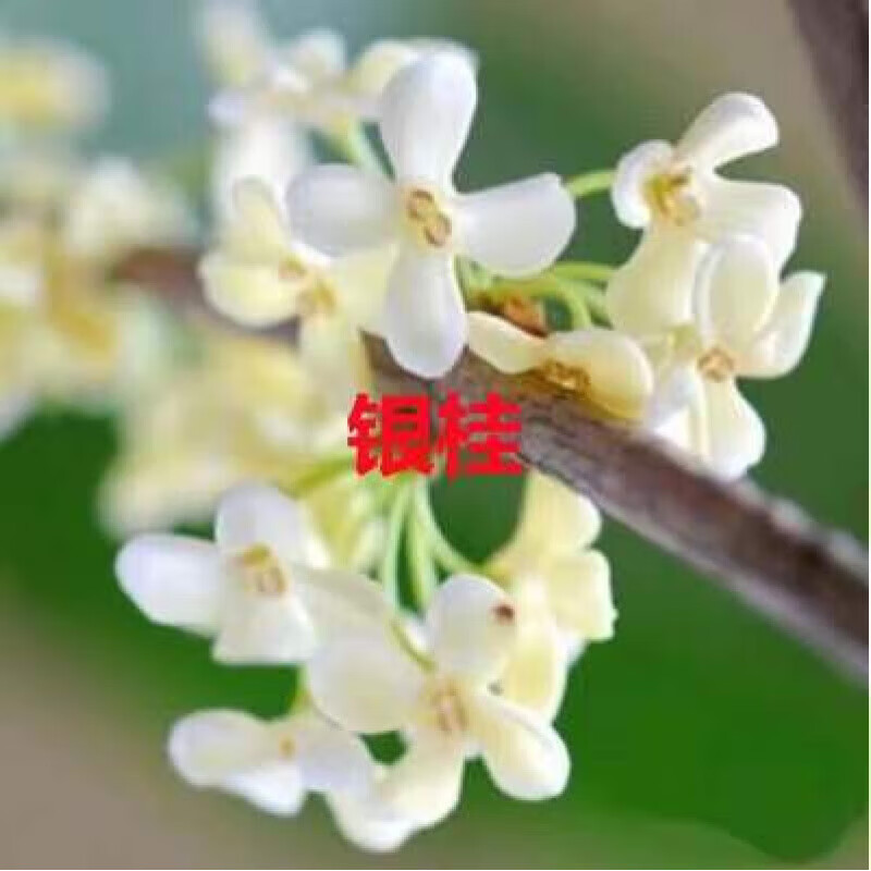嫁接树苗四季桂大型花卉八月庭院原生金丹天香台阁沉香地盆栽 四季桂 嫁接苗2公分粗