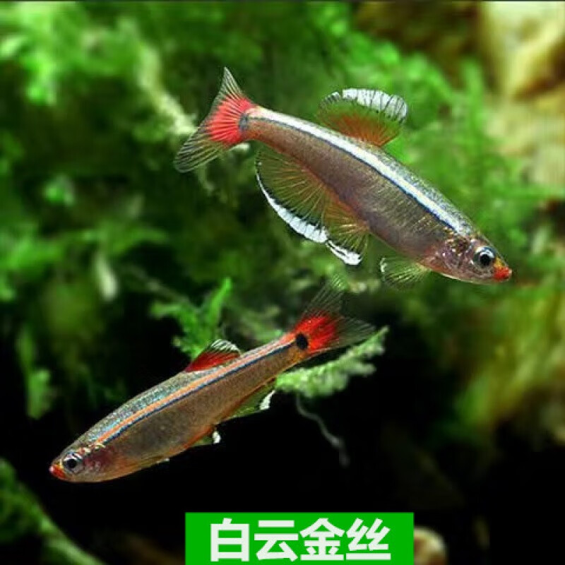 京东水族活体历史价格在线查询|水族活体价格历史