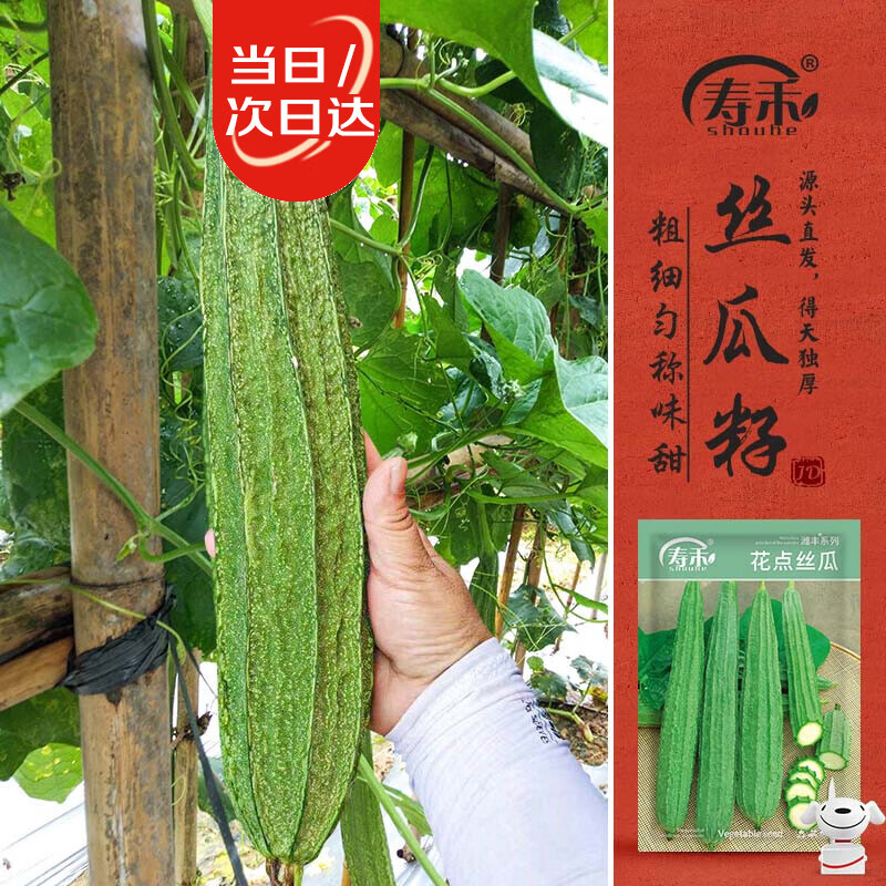 寿禾花点丝瓜种子大肉棱角菜瓜蔬菜种籽 潍丰花点丝瓜种子35粒