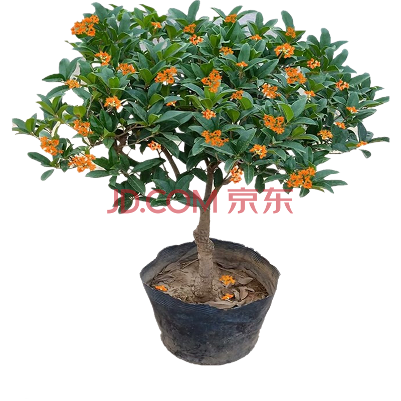 花卉怎么看历史价格走势|花卉价格走势