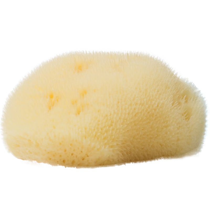 ����˿pierides/����˿ϣ��������Ȼ����ϴ��˿�޽���Ĥ��жױë����� A��9cm�����˽��桿 1��