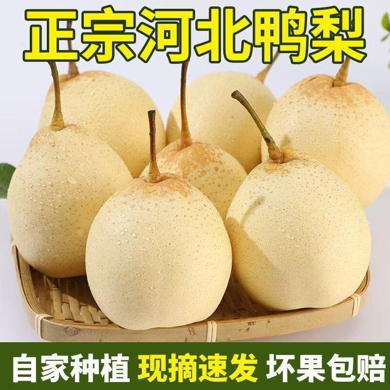 河北鸭梨千年梨乡赵县鸭梨水晶梨应季水果生鲜爆汁补水脆甜多汁 产地直发:带箱5斤(中果装)净重4.5斤