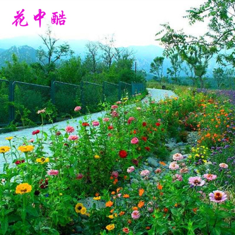 花中酷 草花种子 适合夏天种的花仔混合野花组合花种籽子四季路边室外