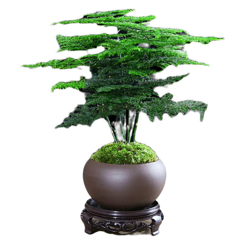 绿植盆栽历史价格查询方法|绿植盆栽价格走势图