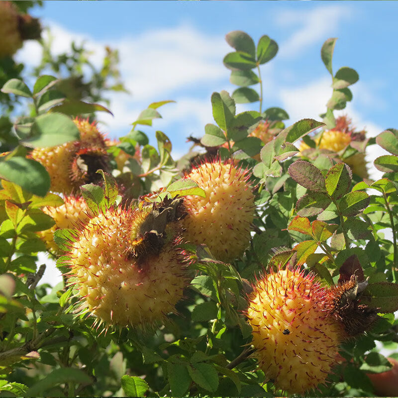 媚调贵州刺梨果新鲜野刺梨贵州特产泡酒水果原料现摘现发季新鲜刺梨