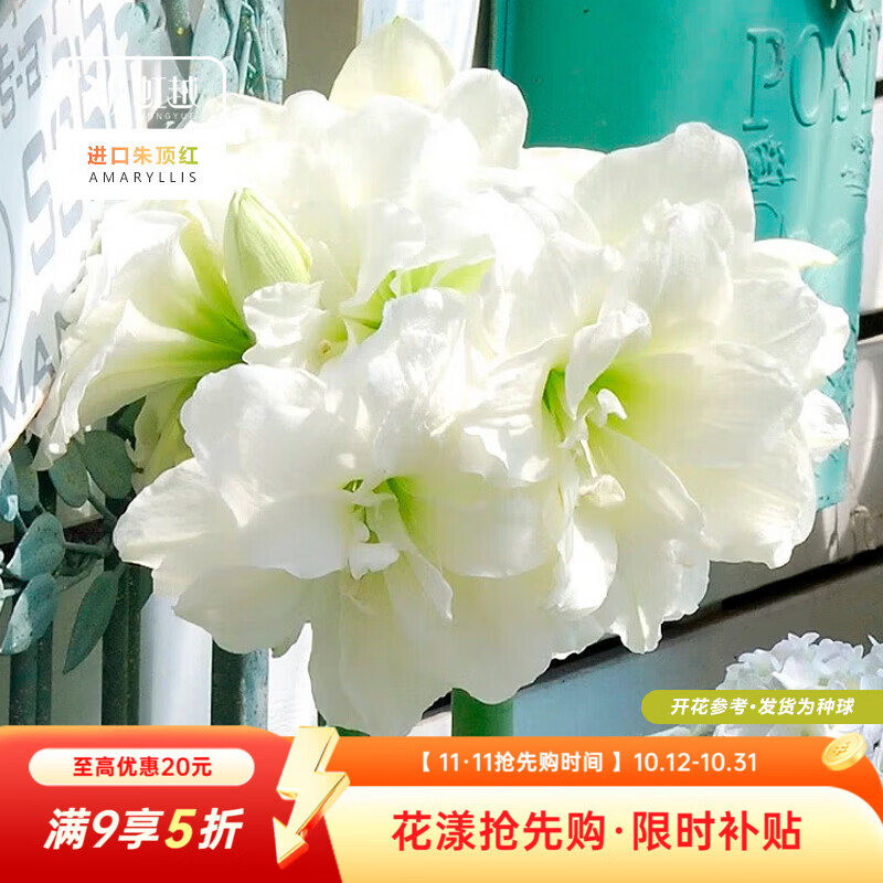 虹越（HONGYUE）进口南非朱顶红种球裸球 阳台花园地栽盆栽多年生球根花卉 【进口南非朱顶红】阿弗雷(22/24)1球